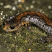 Woodland Salamanders - Photo (c) Matthew L. Niemiller, all rights reserved, uploaded by Matthew L. Niemiller