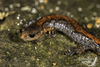 Woodland Salamanders - Photo (c) Matthew L. Niemiller, all rights reserved, uploaded by Matthew L. Niemiller