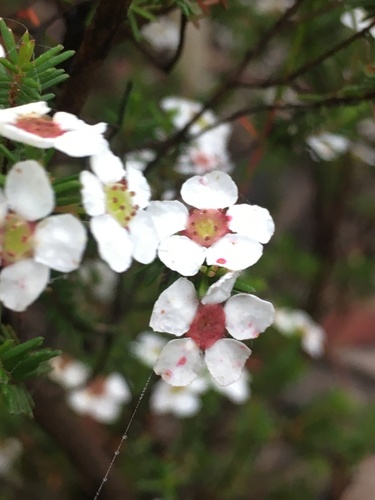 Harmogia densifolia (Sm.) Schauer