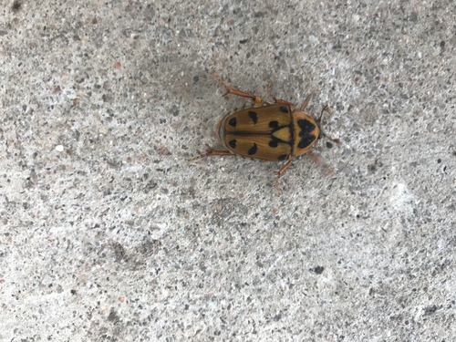 Lyraphora velutina