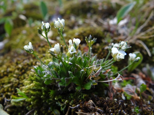 Draba altaica