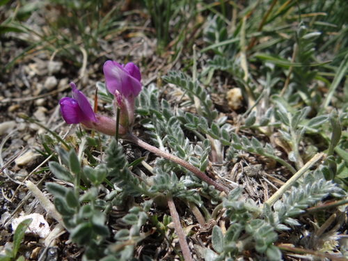 Oxytropis tschujae