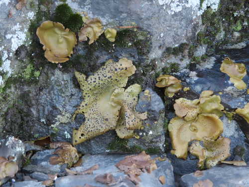 Emery Rocktripe Lichen