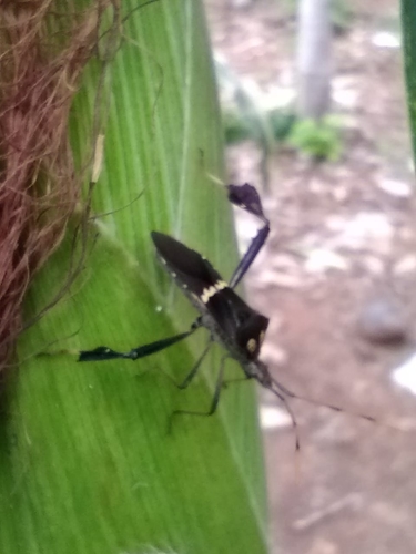 Leptoglossus zonatus