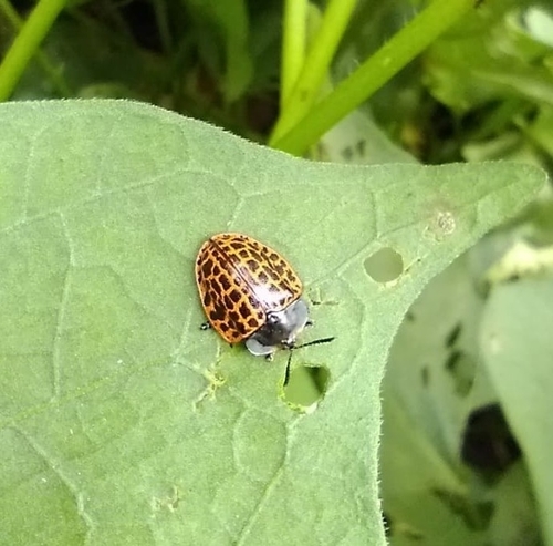Cyrtonota tigrina