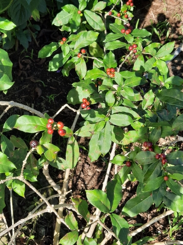 Rauvolfia tetraphylla image