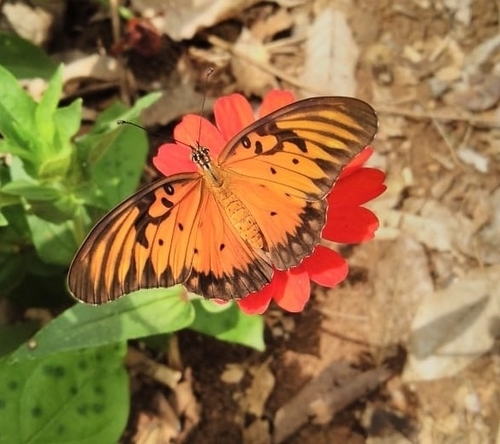 Gulf Fritillary