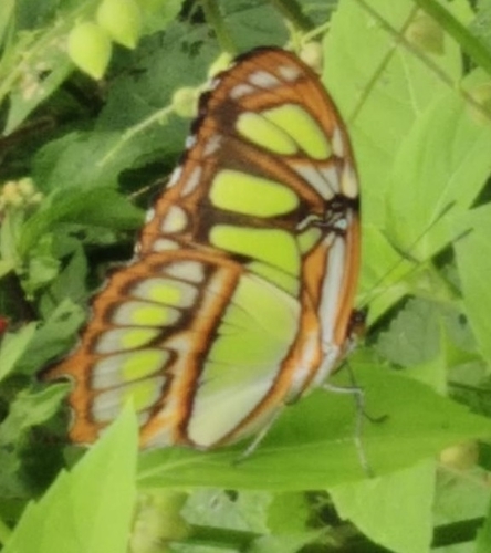 Malachite