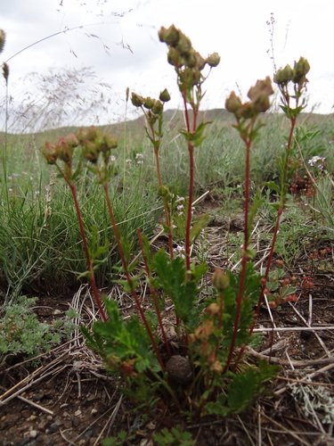 Potentilla sanguisorba