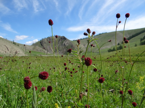 Great burnet