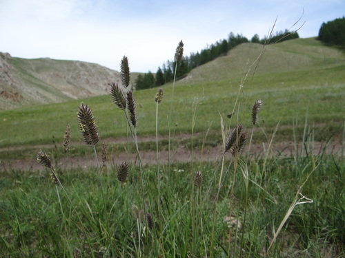 Crested Wheatgrass