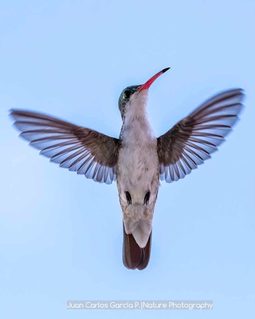 Green-fronted Hummingbird (Ramosomyia viridifrons) photo