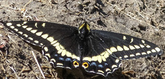Papilio indra image