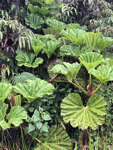haha (Gunnera petaloidea)