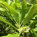 Clermontia kakeana - Photo (c) Jupiter Nielsen, όλα τα δικαιώματα διατηρούνται, uploaded by Jupiter Nielsen