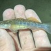 Longjaw Mudsucker - Photo (c) prickly_sculpin, all rights reserved, uploaded by prickly_sculpin