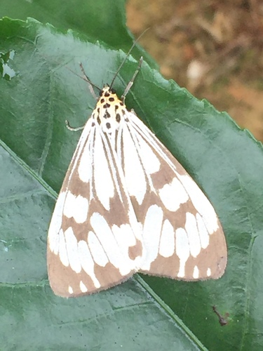 Marbled White Moth