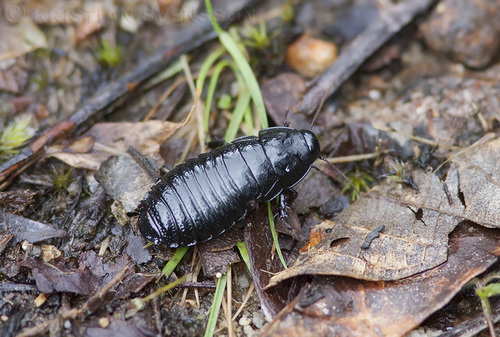 Salganea ovalis · iNaturalist