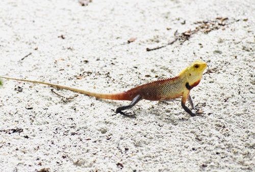 Indian Garden Lizard — seen at this dive site