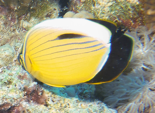 Exquisite Butterflyfish