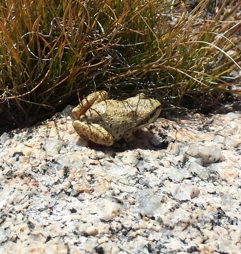 iNaturalist observation photo of Pacific chorus frog