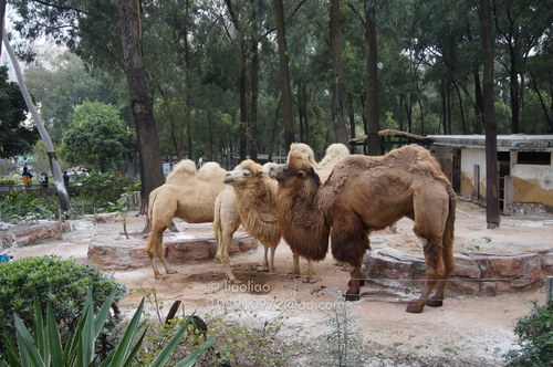 Domestic Bactrian Camel