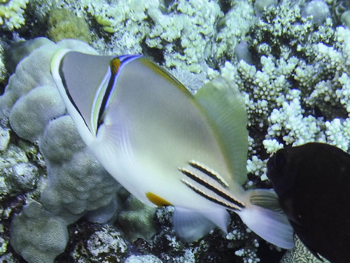 Arabian Picasso Triggerfish