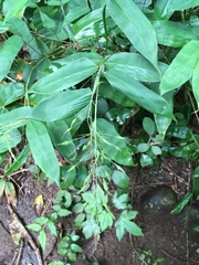 Image of Olyra latifolia