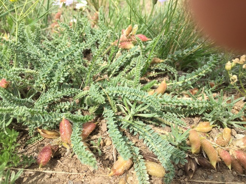 Oxytropis microphylla