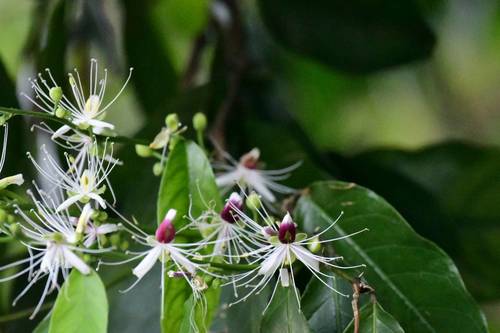 Capparis micracantha DC.