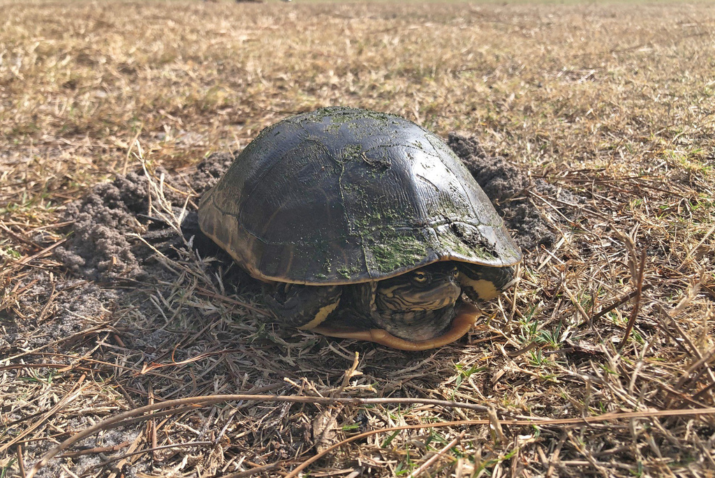 Florida Chicken Turtle in January 2021 by Jake Scott. Deirochelys nest ...