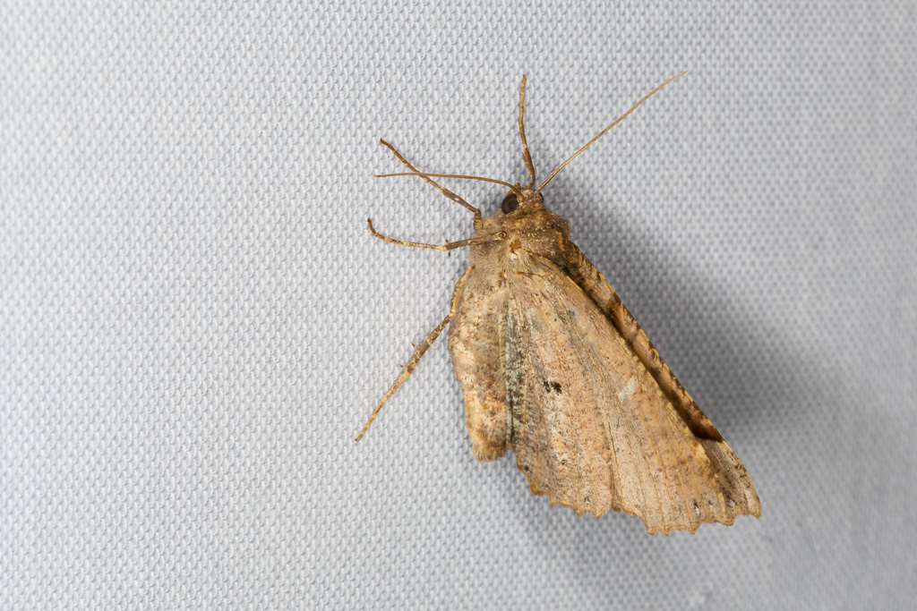 Morrison's Pero Moth from Roxbury, Queens, NY, USA on June 10, 2016 at