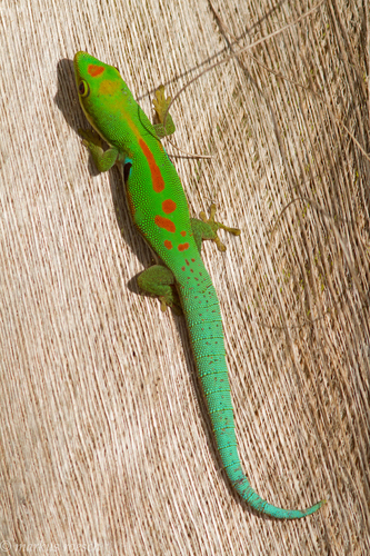 Lesser Madagascar Day Gecko