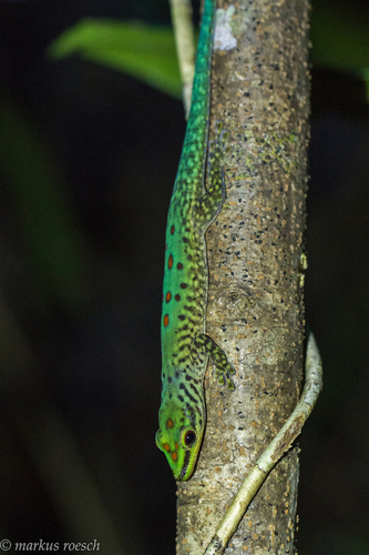 Speckled Day Gecko