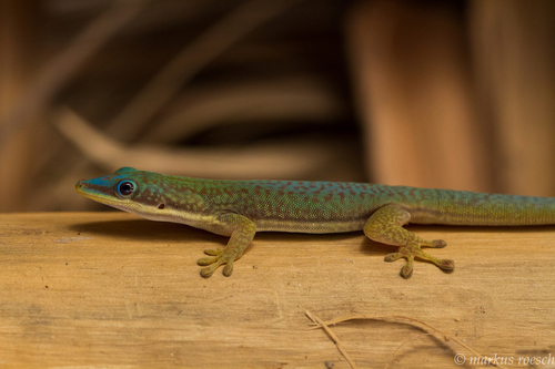 Morondava Day Gecko