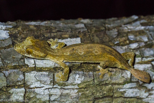 Gunther's Flat-tail Gecko