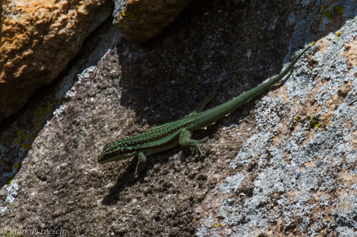 Barbour's Day Gecko