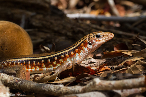 Karsten's Girdled Lizard