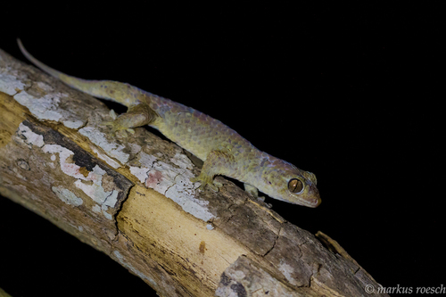 Spotted Fish-scale Gecko