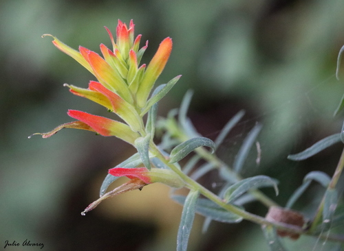 Santa Catalina Paintbrush