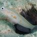 Moon-spotted Shrimp Goby - Photo (c) John Hoover, all rights reserved, uploaded by John Hoover