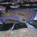 Two-faced Toadfish - Photo (c) John Hoover, all rights reserved, uploaded by John Hoover