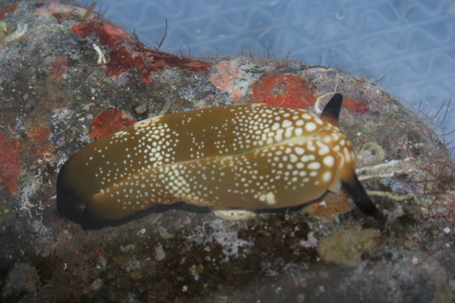 Plakobranchus papua — seen at this dive site