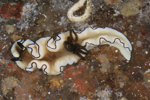 Black-margined Nudibranch — seen at this dive site