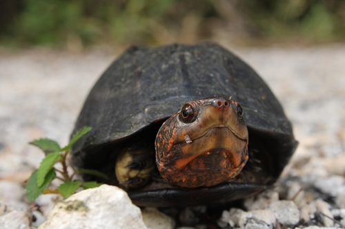 Red-cheeked Mud Turtle