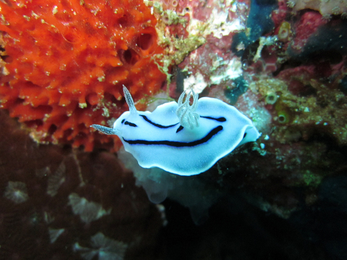 Willan's Chromodoris — seen at this dive site