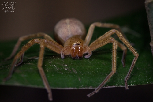Olios guatemalensis