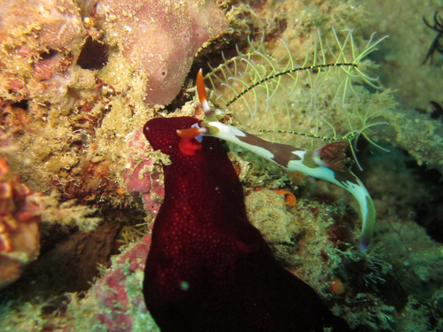 Purple-lined Nembrotha — seen at this dive site