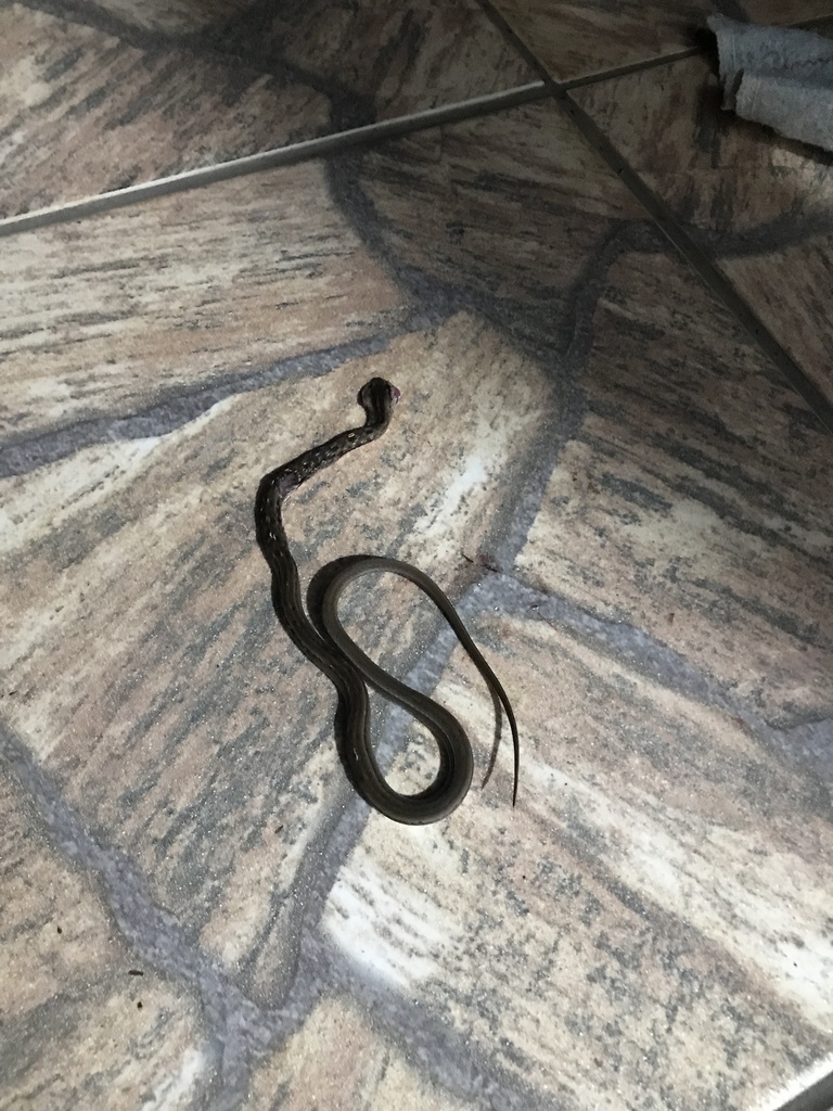 Thamnodynastes longicauda from Rua Fauna, Santana de Parnaíba, SP, BR