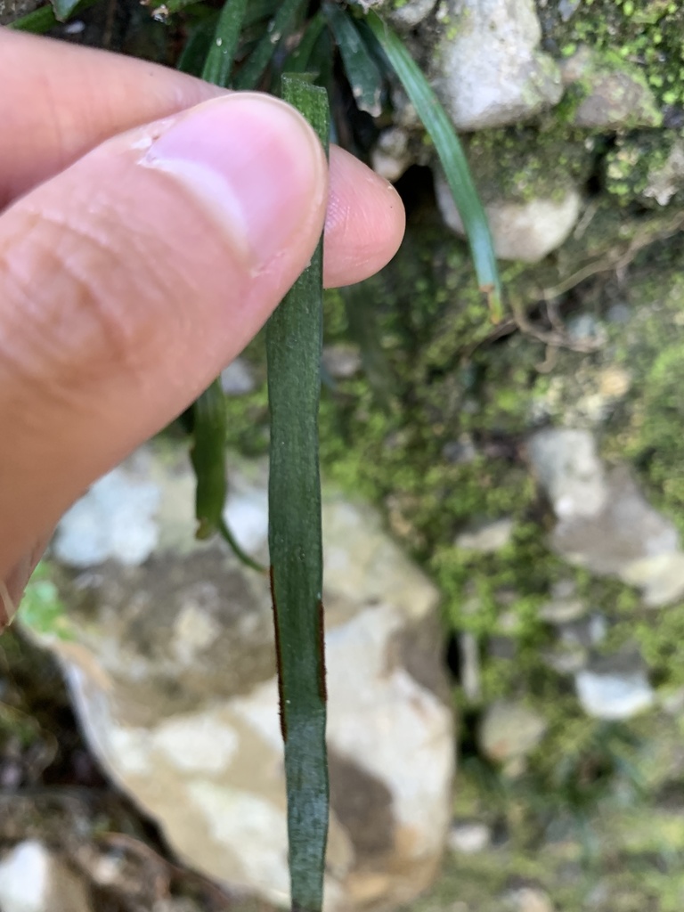 Tape Fern (Haplopteris elongata) · iNaturalist